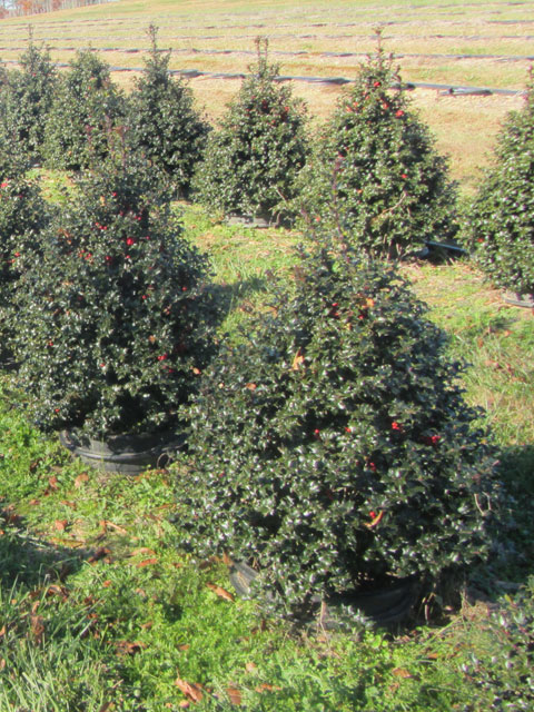 One Of Barry"s Nursery Specialty Plants is this Red Beauty TM