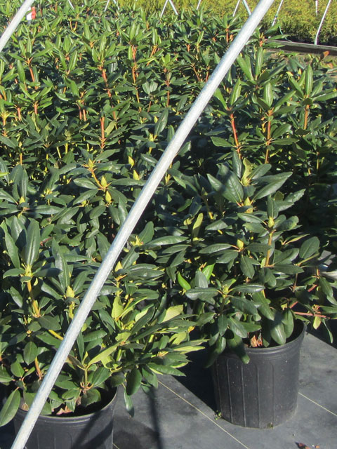 Barry's Nursery Rhododenrons