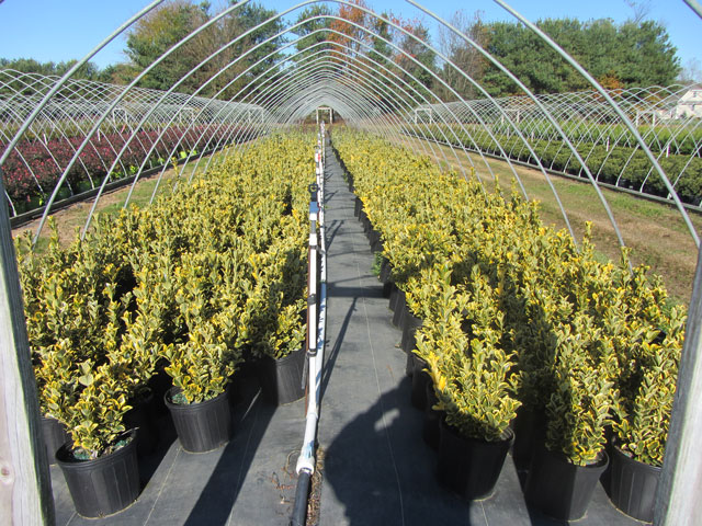 Beautiful Plants at Barry's Nursery